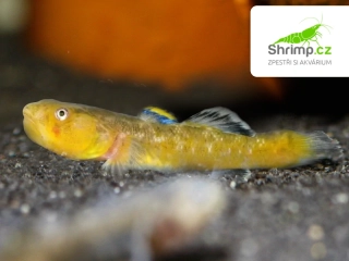 Hlaváč pustinný - Chlamydogobius eremius