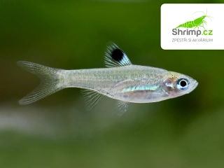 Razbora okoskvrnná - Brevibora dorsiocellata