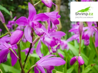 Bletilla striata – košík 9x9 cm