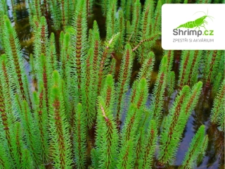 Hippuris vulgaris – košík 9x9 cm