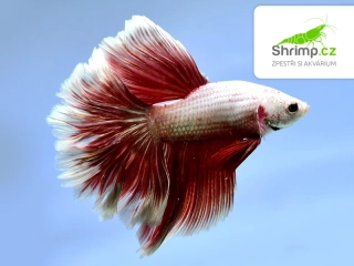 Bojovnice Red Dragon Halfmoon - samec