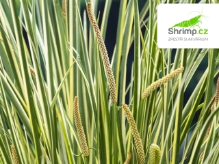 Acorus calamus Gramineus – košík 9x9 cm