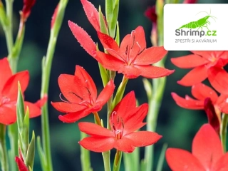 Schizostylis coccinea 'Major' – košík 9x9 cm