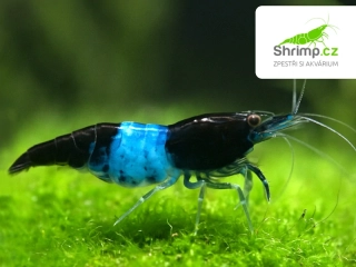 Blue Rili - Neocaridina davidi
