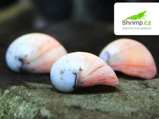 Plž Vojenská přilba bílá - Neritina pulligera white