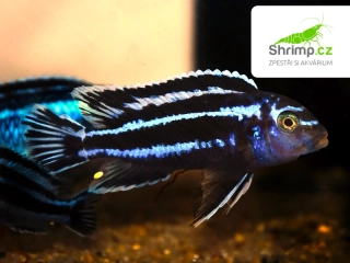 Tlamovec Maingano - Melanochromis maingano