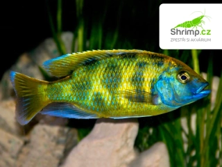 Tlamovec spící - Nimbochromis venustus