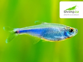 Tetra Fredcochuova – Boehlkea fredcochui