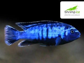 Tlamovec Saulosův coral red - Pseudotropheus saulosi coral red