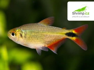 Tetra kosočtverečná 10 ks - Hemigrammus caudovittatus