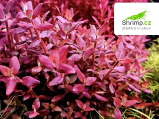 Bacopa salzmannii Purple