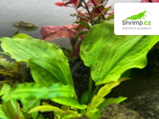 Lagenandra sp. green - košík