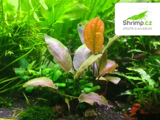 Lagenandra meeboldi 'Red' - košík