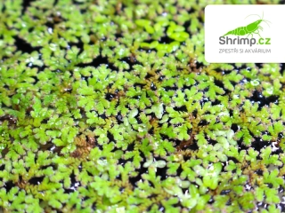 Azola karolínská - Azolla caroliniana