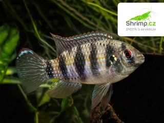 Pestřenec Thomasův - Anomalochromis thomasi