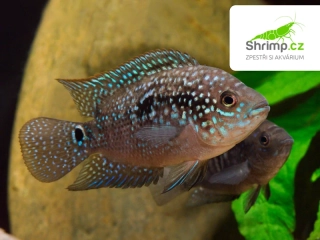 Kančík perleťový - Rocio octofasciata