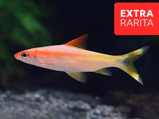 Parmička Denisonova zlatá - Sahyadria denisonii Gold