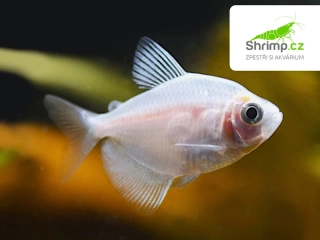 Tetra albin černá - Gymnocorymbus ternetzi albino