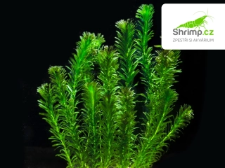 Elodea densa - svazek