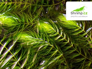 Ceratophyllum demersum – pohár Ø 12 cm