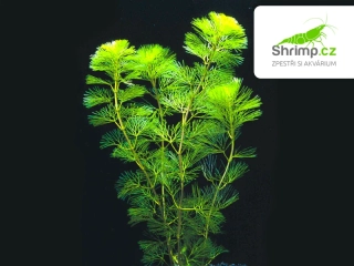 Cabomba caroliniana – pohár Ø 12 cm