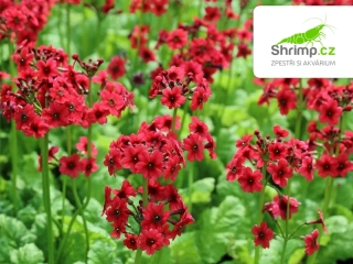 Primula japonica "Millers Crimson" – košík 9×9 cm