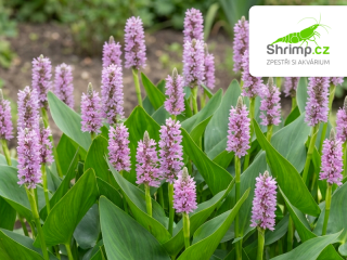 Pontederia cordata "Pink Pons" – košík 9x9 cm