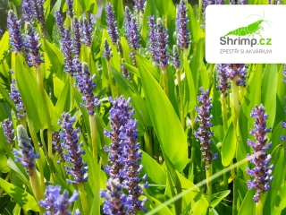 Pontederia cordata "Pink Pons" – košík 9x9 cm