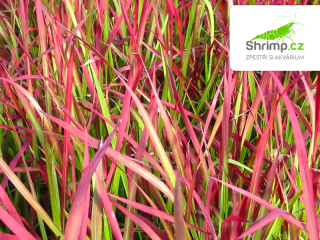 Imperata cylindrica 'Red Baron' – košík 9x9 cm