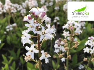 Menyanthes trifoliata – košík 9x9 cm