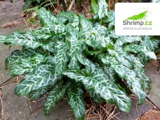 Arum italicum – košík 9x9 cm