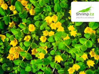 Lysimachia nummularia – košík 9x9 cm