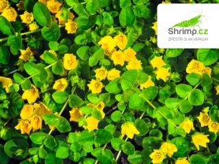 Lysimachia nummularia – košík 9x9 cm