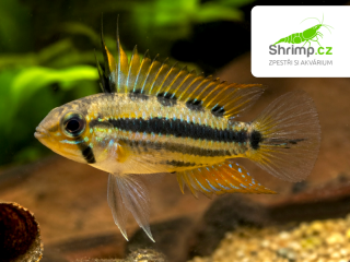Cichlidka Schulzova - Apistogramma trifasciata