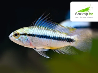 Cichlidka Schulzova - Apistogramma trifasciata