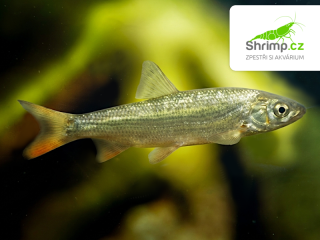 Ostroretka stěhovavá - Chondrostoma nasus