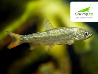 Ostroretka stěhovavá - Chondrostoma nasus