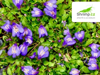 Mazus reptans – košík 9x9 cm