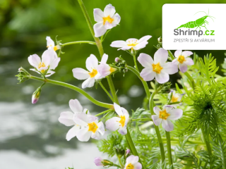 Hottonia palustris – košík 11x11 cm