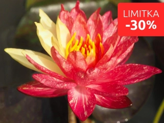 Nymphaea 'Wanvisa' – košík 11x11 cm