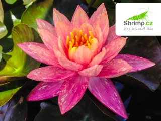 Nymphaea 'Wanvisa' – košík 11x11 cm