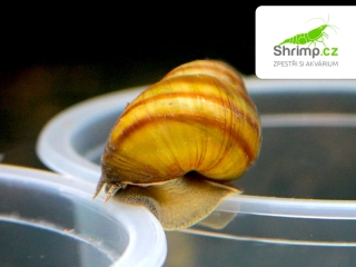 Plž Bahenka pruhovaná - Viviparus viviparus
