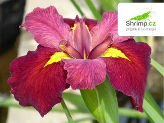 Iris 'Ann Chowning' – košík 9x9 cm