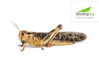 Saranče stěhovavá (Locusta migratoria) L 10 ks – živé krmivo