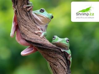 Rosnice siná – Litoria caerulea