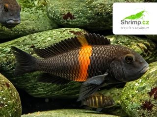 Tlamovec Black Bemba – Tropheus sp. black "Bemba"