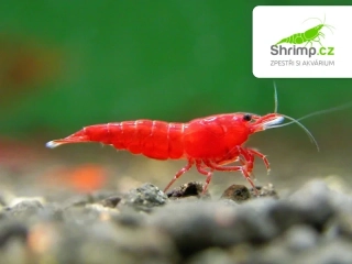 Bloody mary 20 ks - Neocaridina davidi