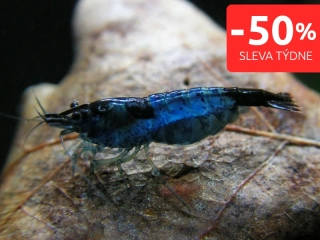 Blue dream (Neocaridina davidi)