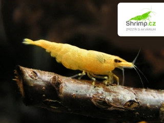 Yellow fire 10 ks - Neocaridina davidi