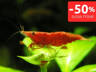 Red sakura - Neocaridina davidi